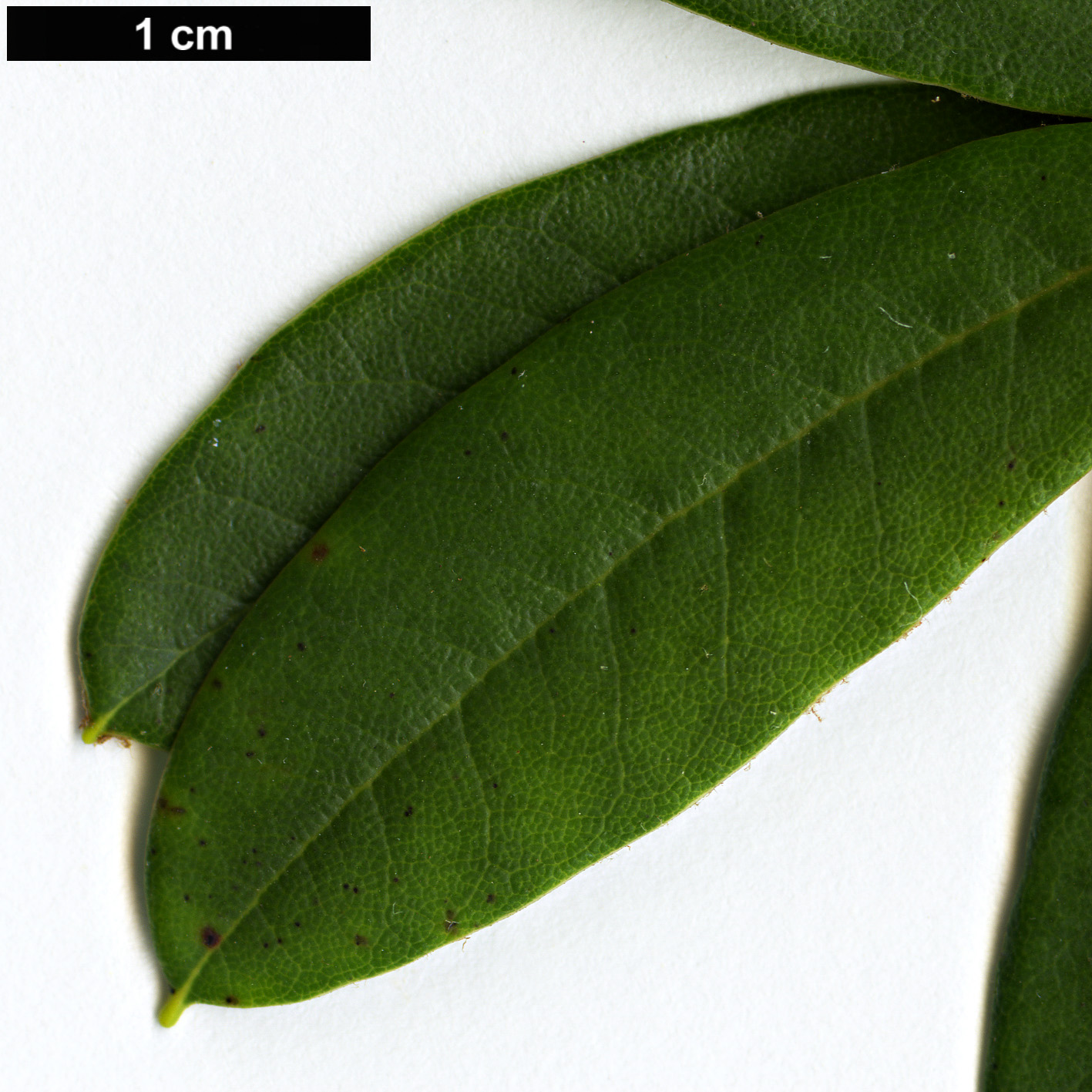 High resolution image: Family: Ericaceae - Genus: Rhododendron - Taxon: pocophorum - SpeciesSub: var. hemidartum 